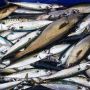 Batam Datangkan 13 Ton Ikan Kembung dari Jawa, Kadis Sebut Alasannya karena Ini