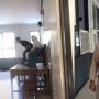 Viral Momen Kocak Anak SMA Kepergok Guru Gelar Nikahan di Kelas, Ditonton 16 Juta Kali