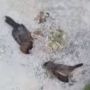 Geger Peristiwa Aneh di Sukabumi, Banyak Burung Mati Mendadak, Ada Fenomena Apa?