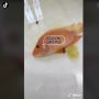 Malaikat Maut Kena Prank, Ikan Beku Dikasih Bumbu Dapur Ini Langsung Hidup Lagi