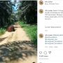 Viral! Seekor Orangutan Berada di Perkebunan Kelapa Sawit