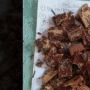 Heboh Pria Misterius Beri Wafer Berisi Potongan Silet ke Bocah, Begini Modusnya