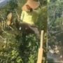 Viral Petani Ngamuk sampai Merusak Tanaman Cabai di Kebun, Aksinya Bikin Publik Geram