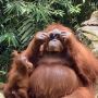 Bule Ini Tak Sengaja Jatuhkan Kacamata di Kandang Orangutan, Endingnya Bikin Ngakak
