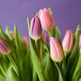 Ketahui Makna Warna pada Bunga Tulip, Ada yang Jadi Simbol Cinta Tak Terbalas