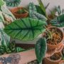 Pakai Teknik Repotting, 3 Tips Tanaman Alocasia Tumbuh Subur dengan Cepat