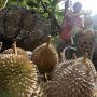 Puncak Panen Durian di Aceh