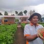 Dari Obrolan Warung Kopi, Roy Sukses Cuan Puluhan Juta dari Bisnis Strawberry