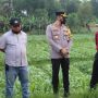 Viral Tanaman Sawi Dibabat karena Tak Laku, Petani Sukabumi Didatangi Polisi
