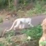 Viral Kera Putih Turun Gunung Dikaitkan Sama Hanoman, Ini Misinya di Bumi Versi Warganet