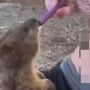 Viral Remaja Perempuan Paksa Hewan Quokka Hisap Vape, Kini Diburu Warganet