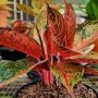 4 Langkah Cara Membuat Daun Aglonema Jadi Merah, Terapkan di Rumah !