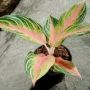 Cara Pemberian Pupuk Aglonema Pakai Air Cucian Beras