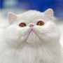 Kucing Ganggu Pasangan Kekasih Video Call, Tingkahnya Bikin Gemas  !