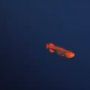Bikin Bingung Ilmuwan selama 100 Tahun, Ikan Paus Misterius Terlihat