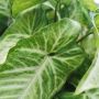 Kenali Spesies Tanaman Hias Syngonium dan Panduan Lengkap Merawatnya