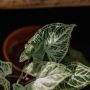 Tren Cara Merawat Syngonium, Tanaman yang Daunya Mirip Anak Panah