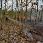 Kebakaran Hutan Jati di Lamongan Ini Gegara Orang Buang Putung Rokok Ngawur