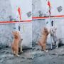 Menggemaskan! Video Anak Kucing Lomba 17 Agustus Bak Panjat Pinang