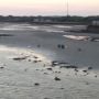Air di Pesisir Pantai Sampang Surut, Warga Berbondong-bondong Buru Kepiting dan Kerang