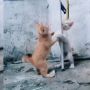 Kocak! Aksi Anak Kucing Ikut Lomba 17 Agustus, Warganet Gemas