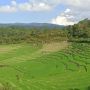 Tak Kalah Indah dengan Bali, Ini Destinasi Wisata Sawah di Toba