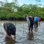 BRGM: Rehabilitasi Mangrove Adalah Investasi Jangka Panjang