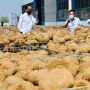 KUR BNI Buat Petani Porang, Gabung di Ekosistem Porang, Kredit Cair!