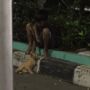 Mengandung Bawang, Viral Foto Bocah Peluk Erat Kucing di Pinggir Jalan