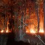 Puncak Kemarau Kepri Juli-September, Waspada Tiga Wilayah Ini Rawan Kebakaran Hutan