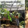 Nggak Sengaja Tanam Singkong di Belakang Rumah, Ukurannya 1 Tahun Kemudian Jadi Sorotan
