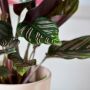 7 Penyebab Daun Calathea Menjadi Keriting dan Langkah Perawatannya