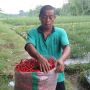 Harga Cabai Merosot, Petani di Kalasan Bagi-Bagi Cabai ke Masyarakat