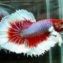 Tanda-tanda Ikan Cupang Siap Kawin