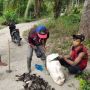 Serangan Hama Tikus, Petani di Tapsel Terancam Gagal Panen