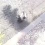 Viral Video Anjing Ditembak Pakai Senapan Angin, Pelaku Terancam Pidana 9 Bulan