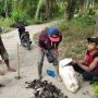 Tikus Aneh Gagalkan Panen Petani Tapanuli Selatan, Kerap Serang Ladang Menjelang Panen