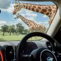 Best 5 Oto: Keliling Taman Safari Naik Mobil Listrik, Karyawan General Motors Wajib Vaksin