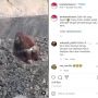 Viral Orangutan Makan Kue di Tengah Tambang Batu Bara yang Diduga Ada di Kutim