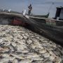 Ribuan Ikan Mati Mendadak di Waduk Kedung Ombo Sragen