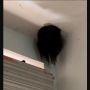 Viral Video Kepala Bocah Nyangkut di Lubang Kipas Angin, Penampakannya Bikin Merinding