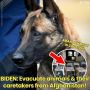 Pentagon Bantah Telantarkan Anjing di Afghanistan: Bukan Milik Kami