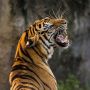 Geger Kabar Kurir Pesan Antar Makanan Dikejar Harimau di Malaysia, Warganet Ikut Deg-degan