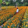 Hasil Panen Melimpah, Petani Bunga Gumitir Bali Malah Merugi