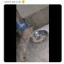 Santap Nasi di Mangkuk, Cara Kucing Ini Makan Bikin Salfok