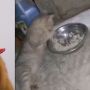 GEMES! Viral Cara Kucing Makan Nasi di Mangkuk, Sopan Banget Kayak Manusia