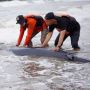 Drama Penyelamatan Bayi Paus Terdampar di Pantai Sine Tulungagung
