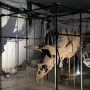 Ini Dugaan Peneliti Terkait Penemuan Fosil Kerbau Purba di Waduk Saguling