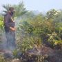 Lahan Gambut Terbakar di Aceh Jaya