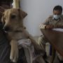 Hari Rabies Sedunia, Ini Pentingnya Lakukan Vaksinasi untuk Hewan Peliharaan